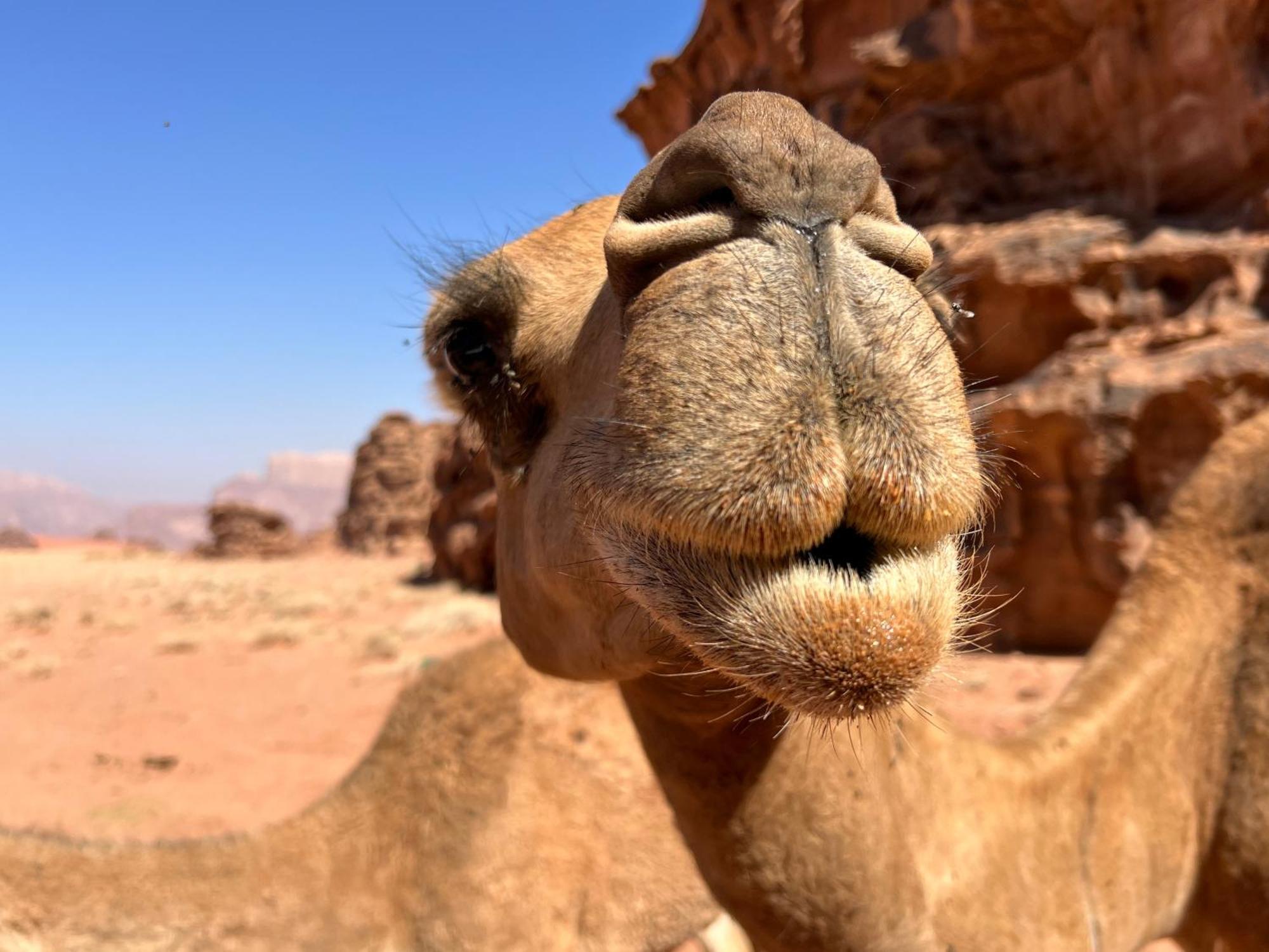 Salameh'S Bedouin Camp Hotel วาดิรัม ภายนอก รูปภาพ